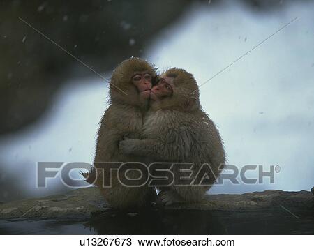 Japanese macaques embracing, Yamanouchi town, Nagano prefecture, Japan View Large Photo Image Stock Image - Japanese macaques embracing, Yamanouchi town, Nagano prefecture, Japan. Fotosearch