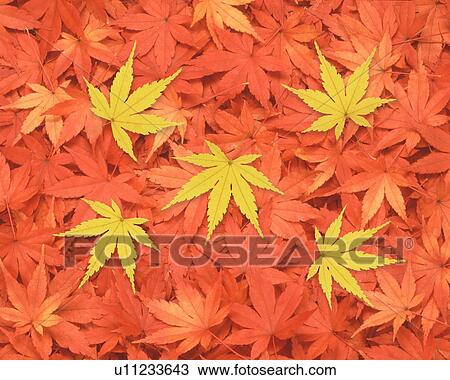 Stock Image - Japanese maple leaf. Fotosearch
