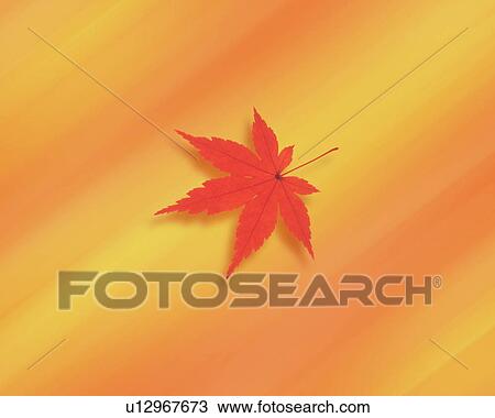 Japanese maple leaf View Large Photo Image Stock Image - Japanese maple leaf. Fotosearch