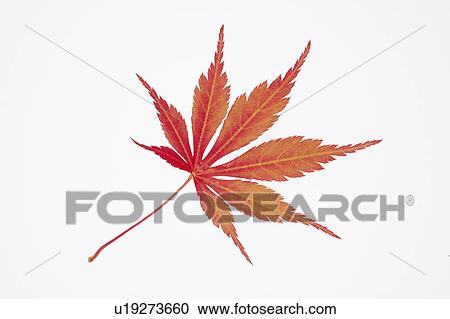 Japanese maple leaf View Large Photo Image Stock Image - Japanese maple leaf. Fotosearch
