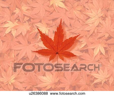 Stock Photo - Japanese maple leaf. Fotosearch