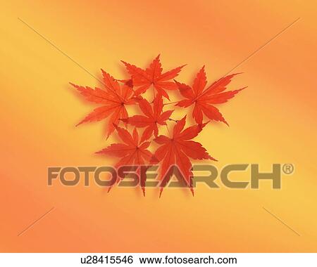 Japanese maple leaf View Large Photo Image Stock Photograph - Japanese maple leaf. Fotosearch