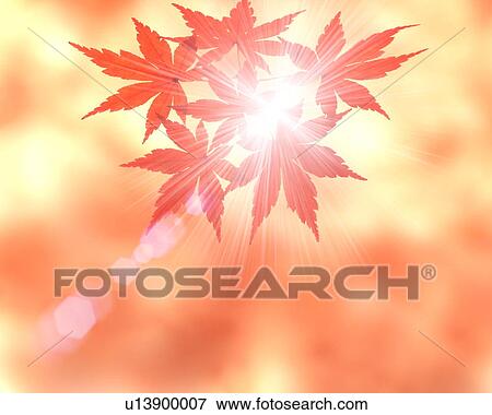 Japanese maple leaves and sunbeam View Large Photo Image Stock Photo - Japanese maple leaves and sunbeam. Fotosearch