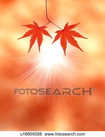 Stock Photograph - Japanese maple leaves and sunbeam. Fotosearch