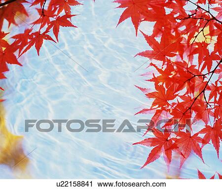 Japanese maple leaves over water View Large Photo Image Stock Image - Japanese maple leaves over water. Fotosearch