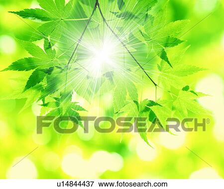 Stock Photo - Japanese maple leaves with sunbeam. Fotosearch