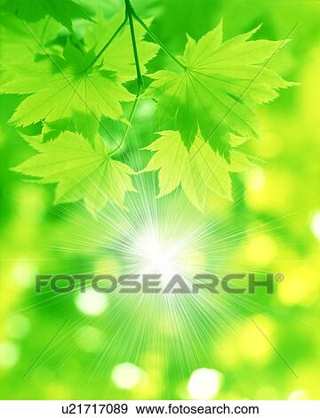 Stock Photo - Japanese maple leaves with sunbeam. Fotosearch