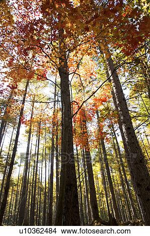 Japanese maple tree among larch forest, Nikko city, Tochigi Prefecture, Honshu, Japan View Large Photo Image Picture - Japanese maple tree among larch forest, Nikko city, Tochigi Prefecture, Honshu, Japan. Fotosearch