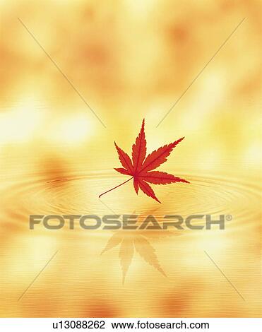 Japanese maple tree and rippled water View Large Photo Image Stock Image - Japanese maple tree and rippled water. Fotosearch
