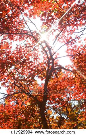 Picture - Japanese maple tree and sunbeam. Fotosearch