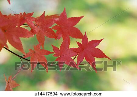 Picture - Japanese maple tree in autumn. Fotosearch