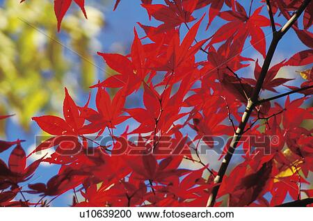 Japanese maple tree in autumn View Large Photo Image Stock Image - Japanese maple tree in autumn. Fotosearch