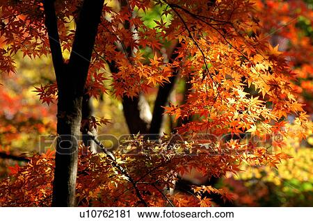 Stock Image - Japanese maple tree in autumn. Fotosearch