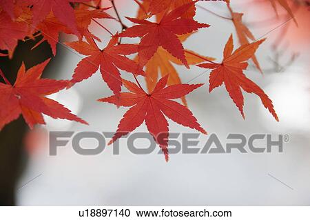 Stock Image - Japanese maple tree in autumn. Fotosearch