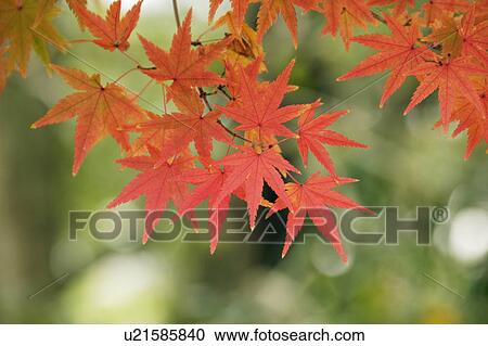 Stock Image - Japanese maple tree in autumn. Fotosearch
