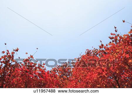 Stock Photo - Japanese maple tree in autumn. Fotosearch