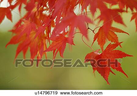 Stock Photo - Japanese maple tree in autumn. Fotosearch