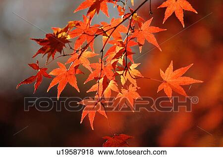 Stock Photo - Japanese maple tree in autumn. Fotosearch