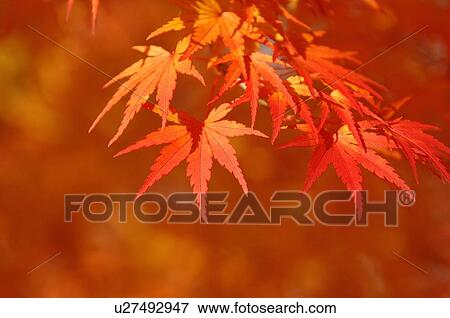 Japanese maple tree in autumn View Large Photo Image Stock Photo - Japanese maple tree in autumn. Fotosearch