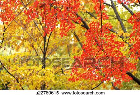 Stock Photography - Japanese maple tree in autumn. Fotosearch