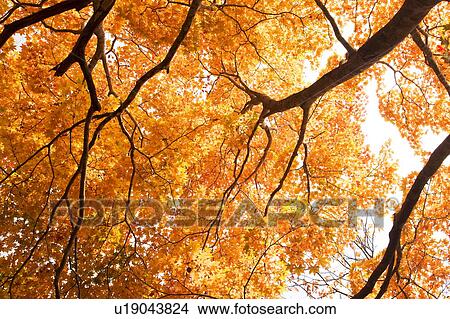 Japanese maple tree View Large Photo Image Picture - Japanese maple tree. Fotosearch