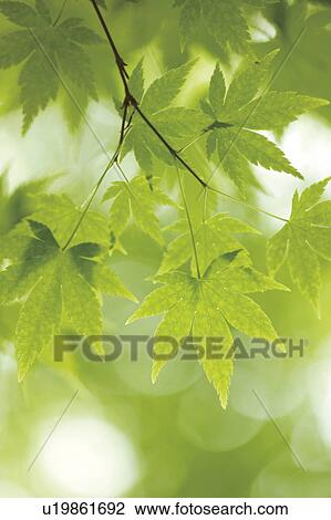 Japanese maple tree View Large Photo Image Stock Image - Japanese maple tree. Fotosearch