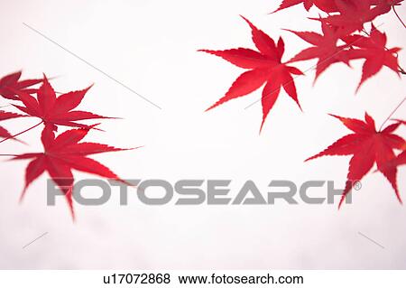 Stock Photo - Japanese maple tree. Fotosearch