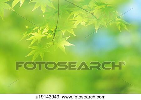 Stock Photo - Japanese maple tree. Fotosearch