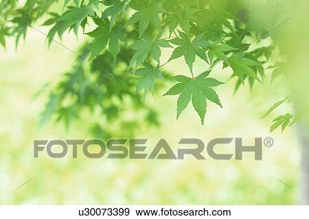 Japanese maple tree View Large Photo Image Stock Photo - Japanese maple tree. Fotosearch
