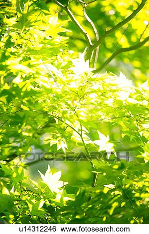 Stock Photograph - Japanese maple tree. Fotosearch