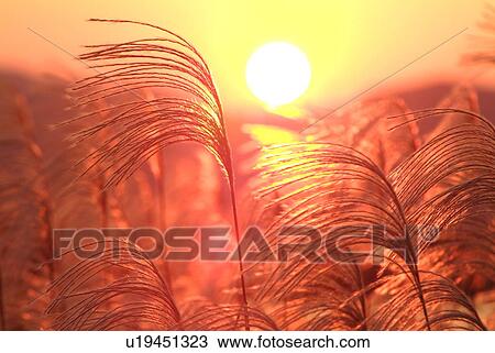 Japanese pampas grass and the setting sun View Large Photo Image Stock Image - Japanese pampas grass and the setting sun. Fotosearch