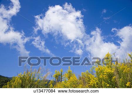 Japanese pampas grass, Otsu, Shiga Prefecture, Japan View Large Photo Image Picture - Japanese pampas grass, Otsu, Shiga Prefecture, Japan. Fotosearch