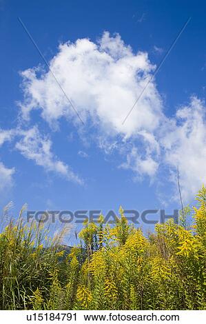 Stock Image - Japanese pampas grass, Otsu, Shiga Prefecture, Japan. Fotosearch