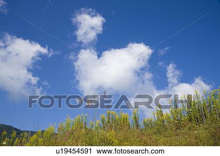 Stock Image - Japanese pampas grass, Otsu, Shiga Prefecture, Japan. Fotosearch