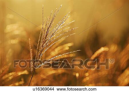 Picture - Japanese pampas grass. Fotosearch