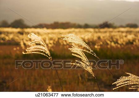 Stock Photo - Japanese pampas grass. Fotosearch