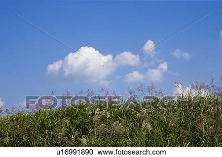 Stock Image - Japanese Pampas Grass. Yasu, Shiga Prefecture, Japan. Fotosearch