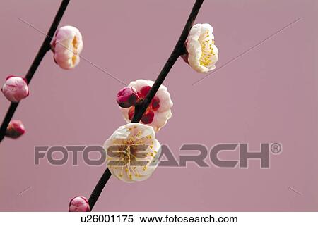 Stock Photography - Japanese Plum Blossoms. Fotosearch