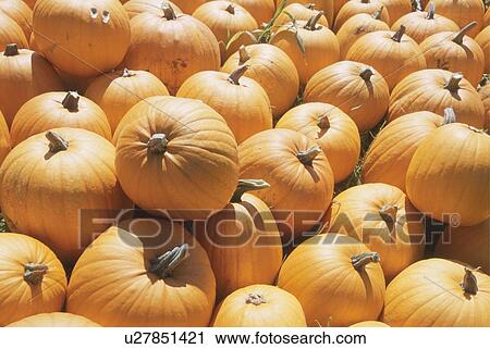 Japanese Pumpkins Nagano Prefecture, Japan View Large Photo Image Stock Image - Japanese Pumpkins Nagano Prefecture, Japan. Fotosearch