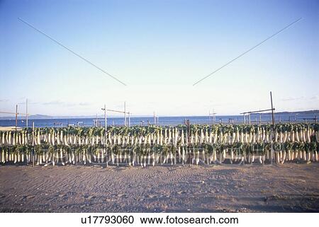 Stock Image - Japanese radish drying in sunshine. Miura, Kanagawa Prefecture, Japan. Fotosearch