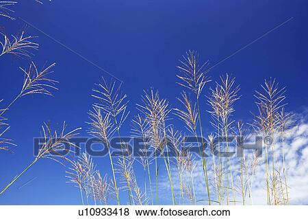 Japanese silver grass against blue sky View Large Photo Image Stock Photo - Japanese silver grass against blue sky. Fotosearch