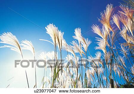 Stock Photo - Japanese silver grass against blue sky. Fotosearch