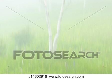 Japanese white birch tree View Large Photo Image Stock Photo - Japanese white birch tree. Fotosearch
