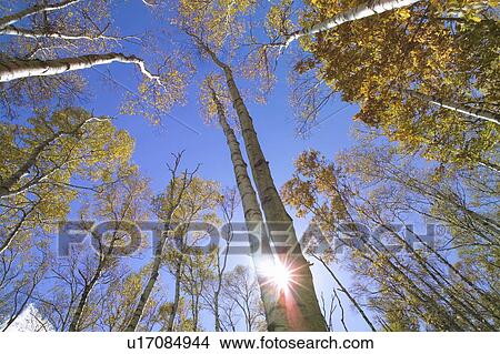 Picture - Japanese white birch trees. Fotosearch