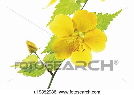 Stock Photograph - Kerria. Fotosearch