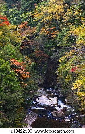 Kinugawa river in autumn, Nikko city, Tochigi Prefecture, Honshu, Japan View Large Photo Image Stock Image - Kinugawa river in autumn, Nikko city, Tochigi Prefecture, Honshu, Japan. Fotosearch