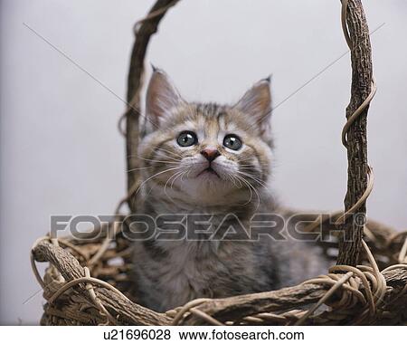 Stock Photo - Kitten in a basket. Fotosearch