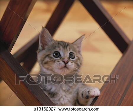 Stock Photo - Kitten under the table. Fotosearch