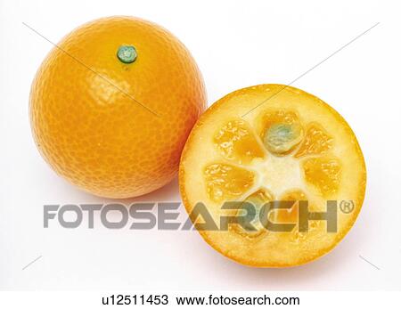 Kumquat View Large Photo Image Stock Image - Kumquat. Fotosearch