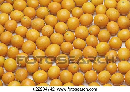 Stock Image - Kumquat . Fotosearch